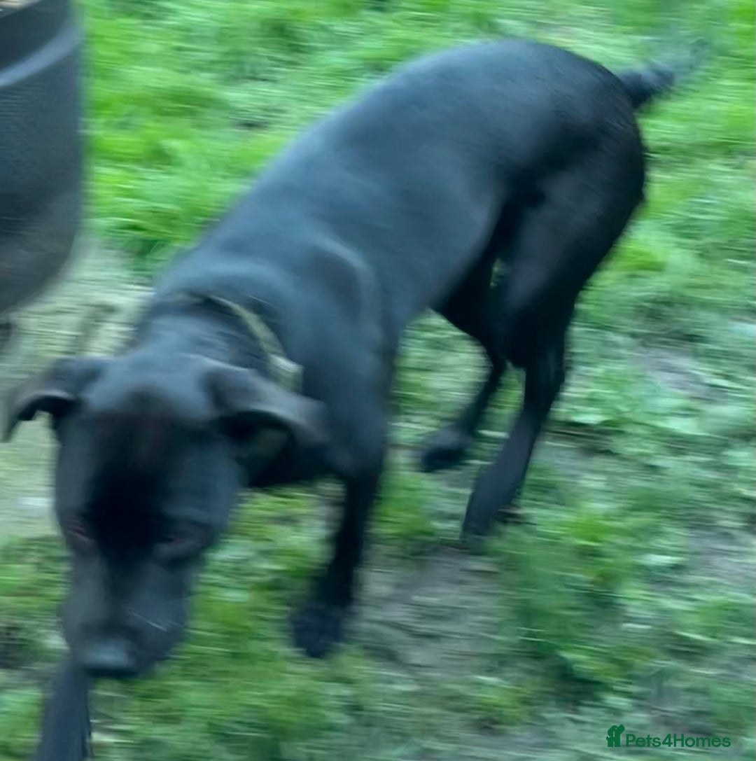 Mixed Breed dogs for sale: Mastador - Image 4