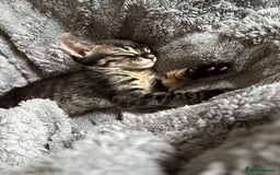 Mixed Breed cats for sale: two bonded kittens for sale £250 for both cats  - Image 6