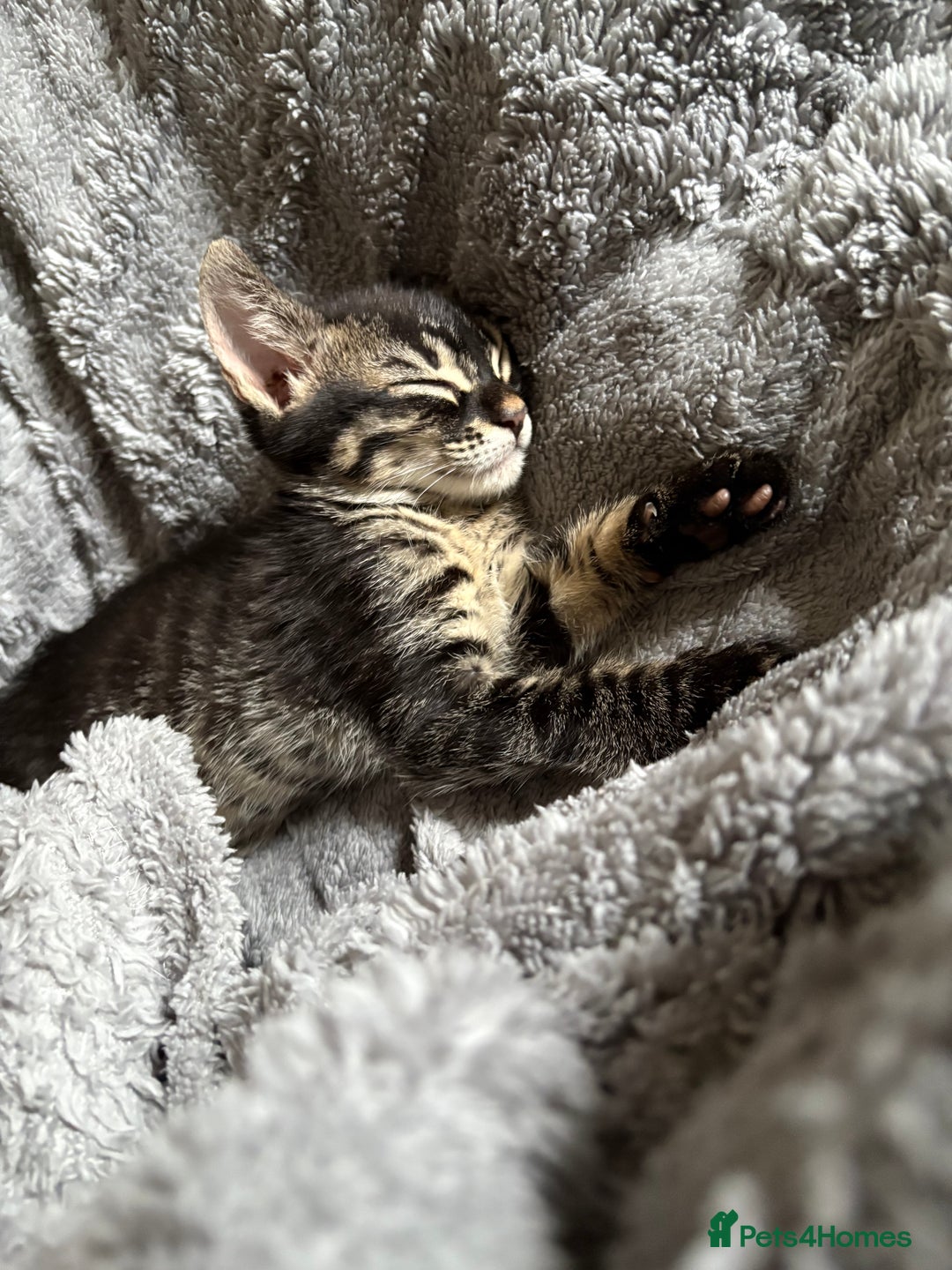 Mixed Breed cats for sale: two bonded kittens for sale £250 for both cats  - Image 6
