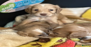 Cocker Spaniel dogs - Advert 9