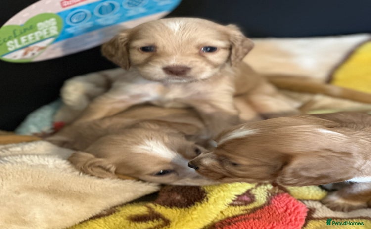 Cocker Spaniel dogs - Advert 1