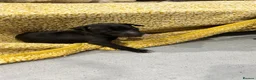 Italian Greyhound dogs for sale: Beautiful Italian greyhounds - Advert 3