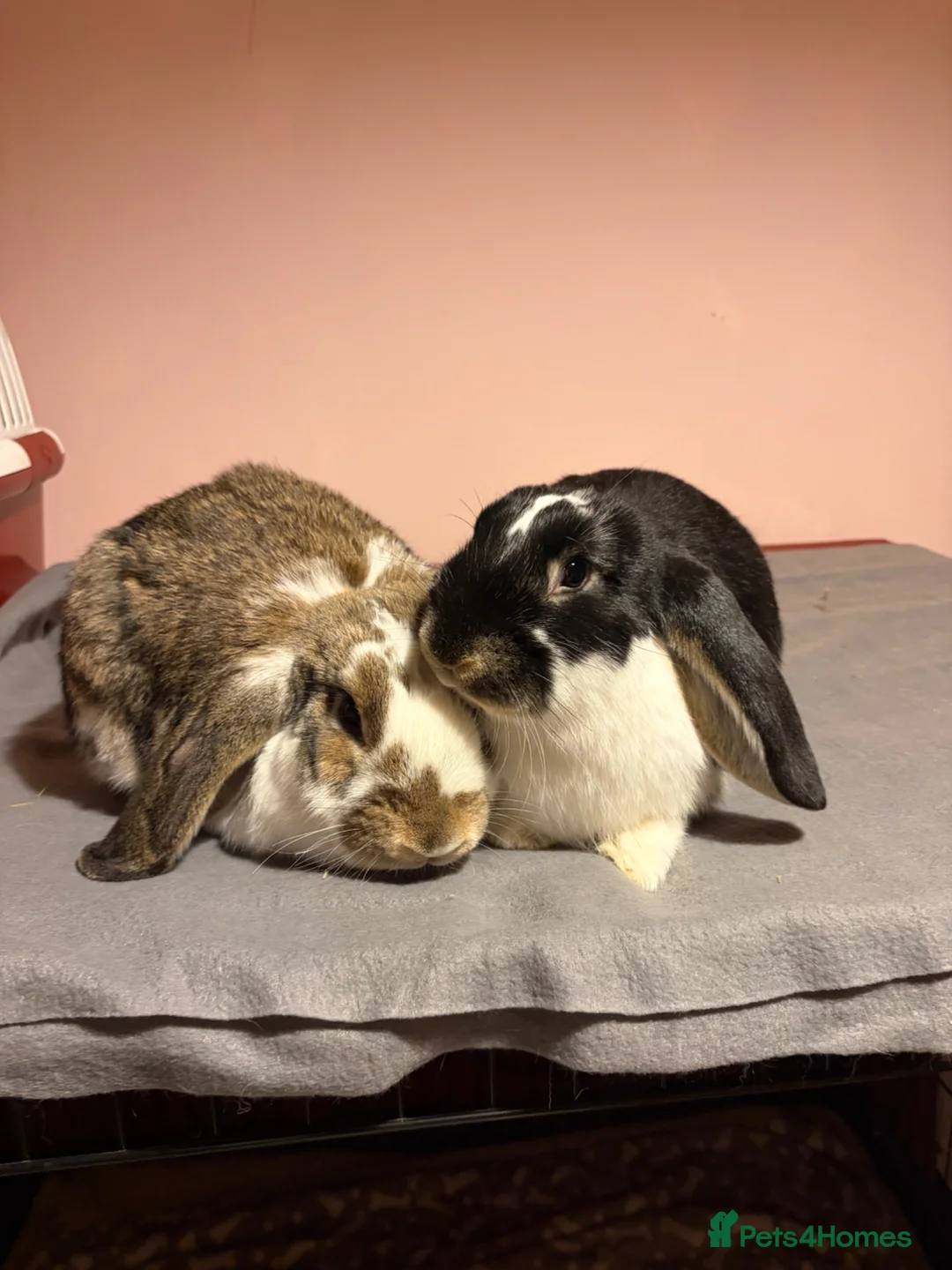 French Lop rabbits for sale: 2 Male French Lops  in King's Lynn - Advert 2