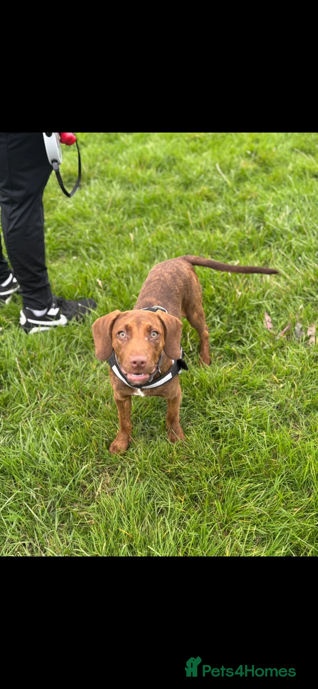 Mixed Breed dogs for sale: Poppy – 15-month-old Springer Spaniel ×Dachsund - Advert 2
