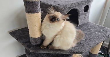 Ragdoll cats - Advert 11