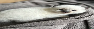 Ragdoll 1
