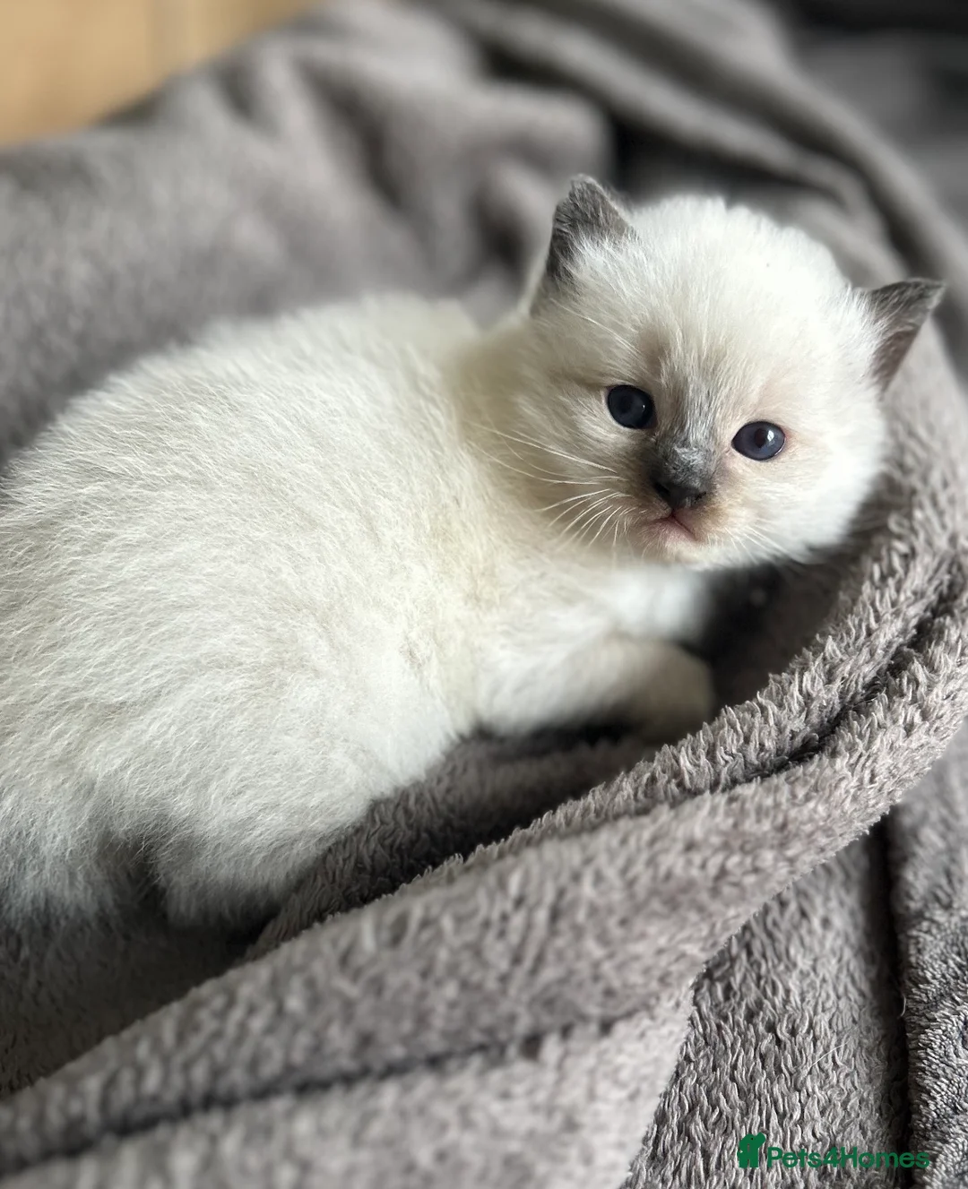 Ragdoll cats for sale: Ragdoll kitten for sale  - Advert 13