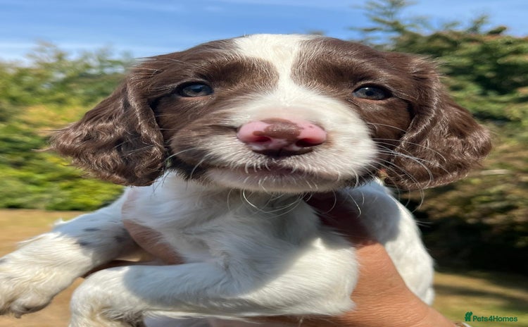 English Springer Spaniel dogs - Advert 1