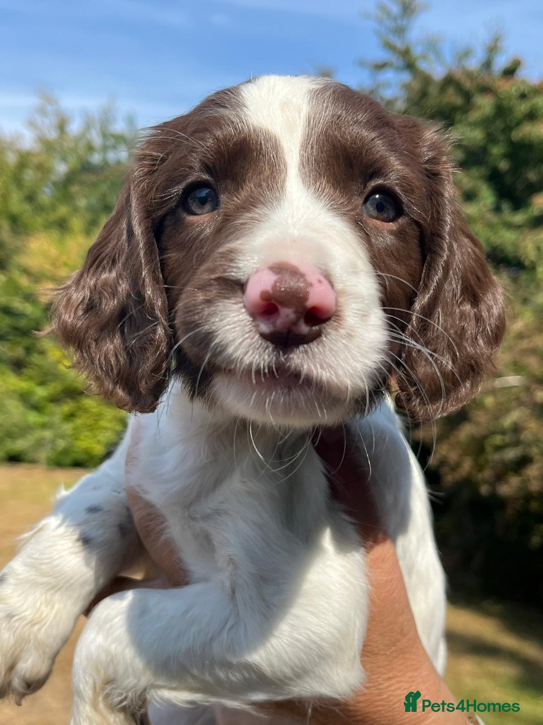 English Springer Spaniel dogs for sale: English Springer Spaniel Puppies - Image 1