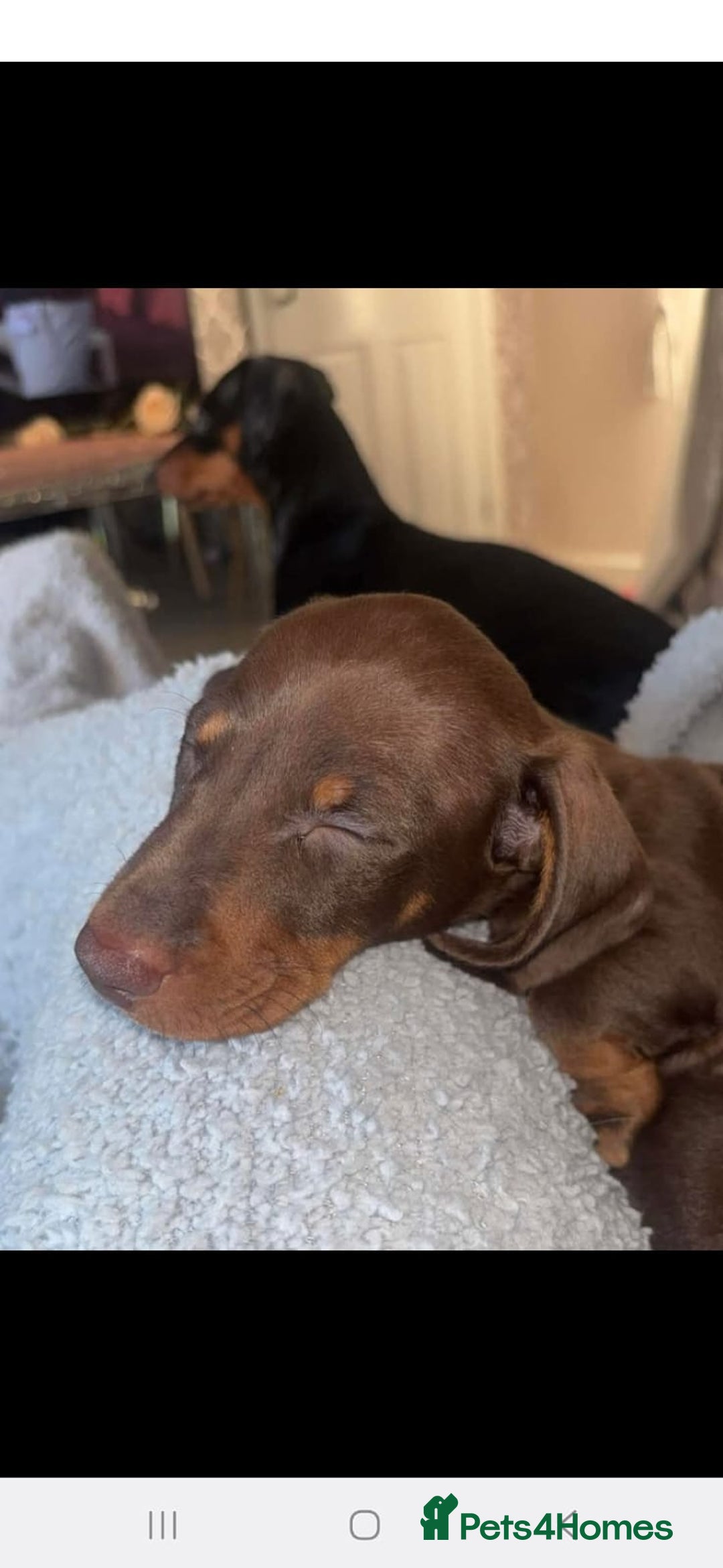 Dachshund dogs for sale: Miniature Dashound  - Advert 2