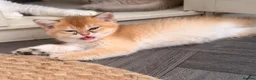 British Shorthair cats for sale: Two NY12 girls Available  - Advert 3