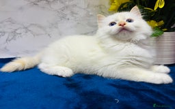 Ragdoll cats for sale: TICA Registered Magnificent Ragdoll kittens  - Image 37