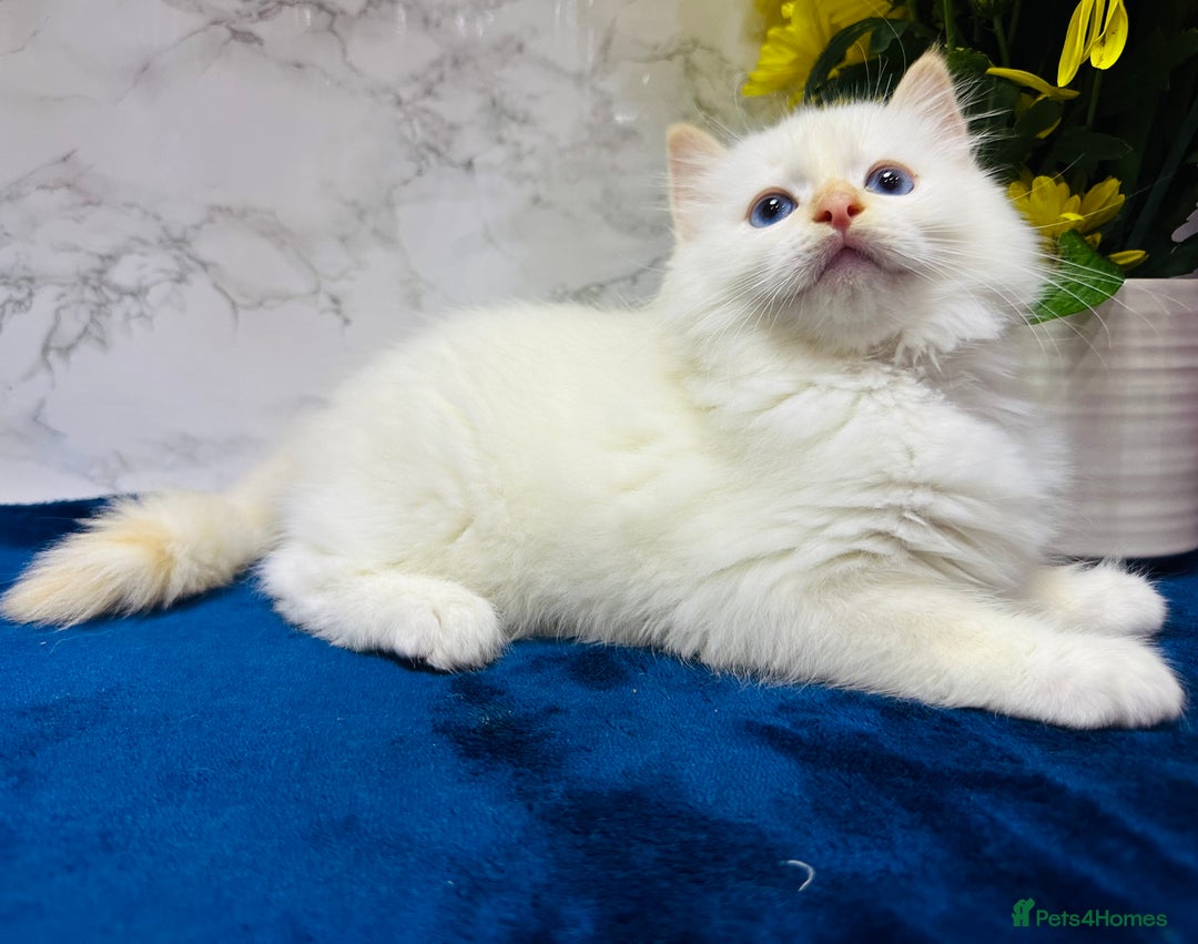 Ragdoll cats for sale: TICA Registered Magnificent Ragdoll kittens  - Image 37