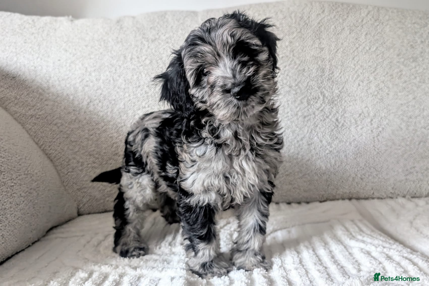 Cavapoo dogs READY NOW FOR NEW HOMES £750 - Advert 1