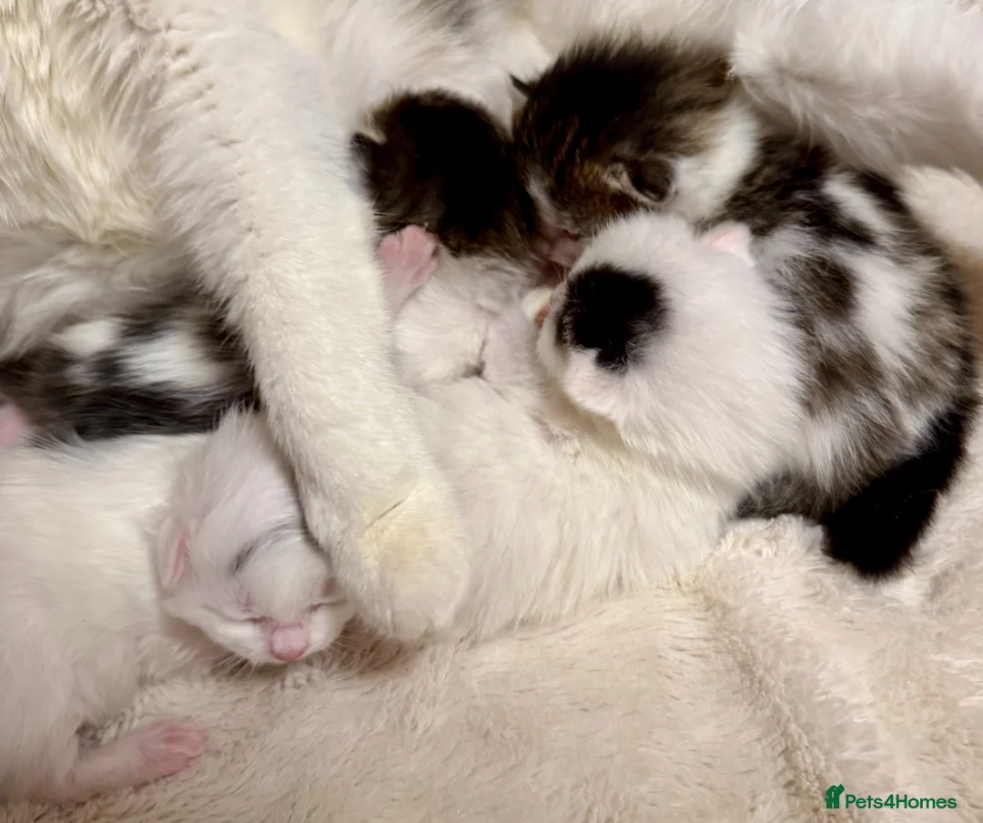 Mixed Breed cats for sale: Adorable Fluffy Kittens. Matilda’s 1st Litter 🐾 - Advert 1