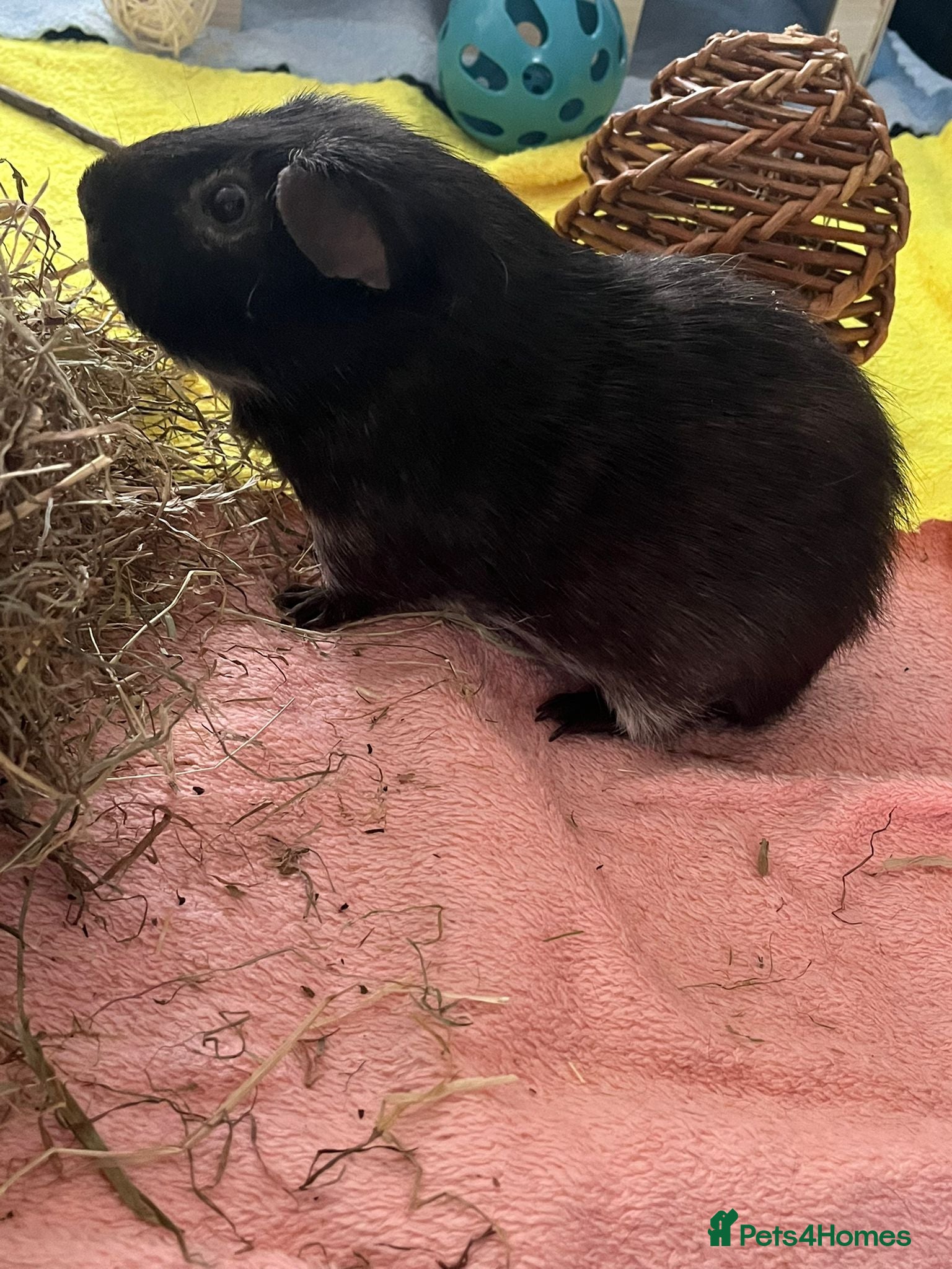 Guinea Pig rodents for sale: Male Guine Pig 10 months old with accessories - Advert 4