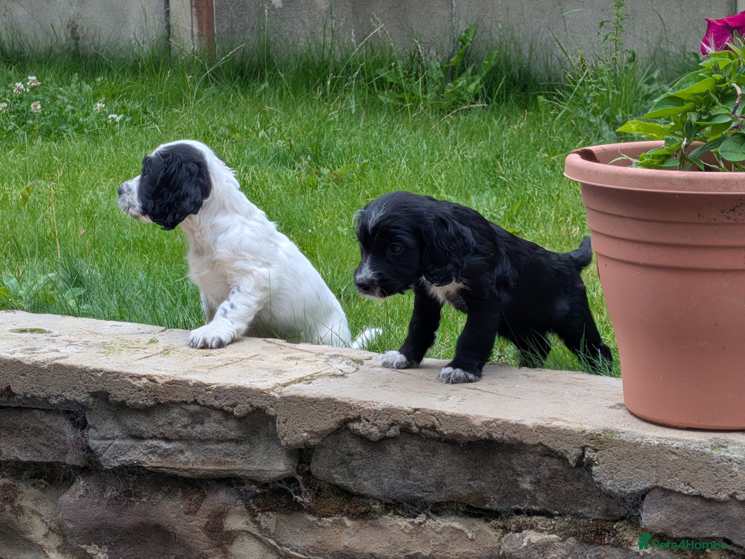 Cocker Spaniel dogs for sale: Beautiful cocker spaniel puppies  - Image 7