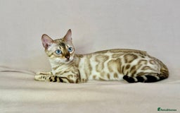 Bengal cats for sale: 🐾PUREBRED Active for breed Bengal girl🐾  - Image 4