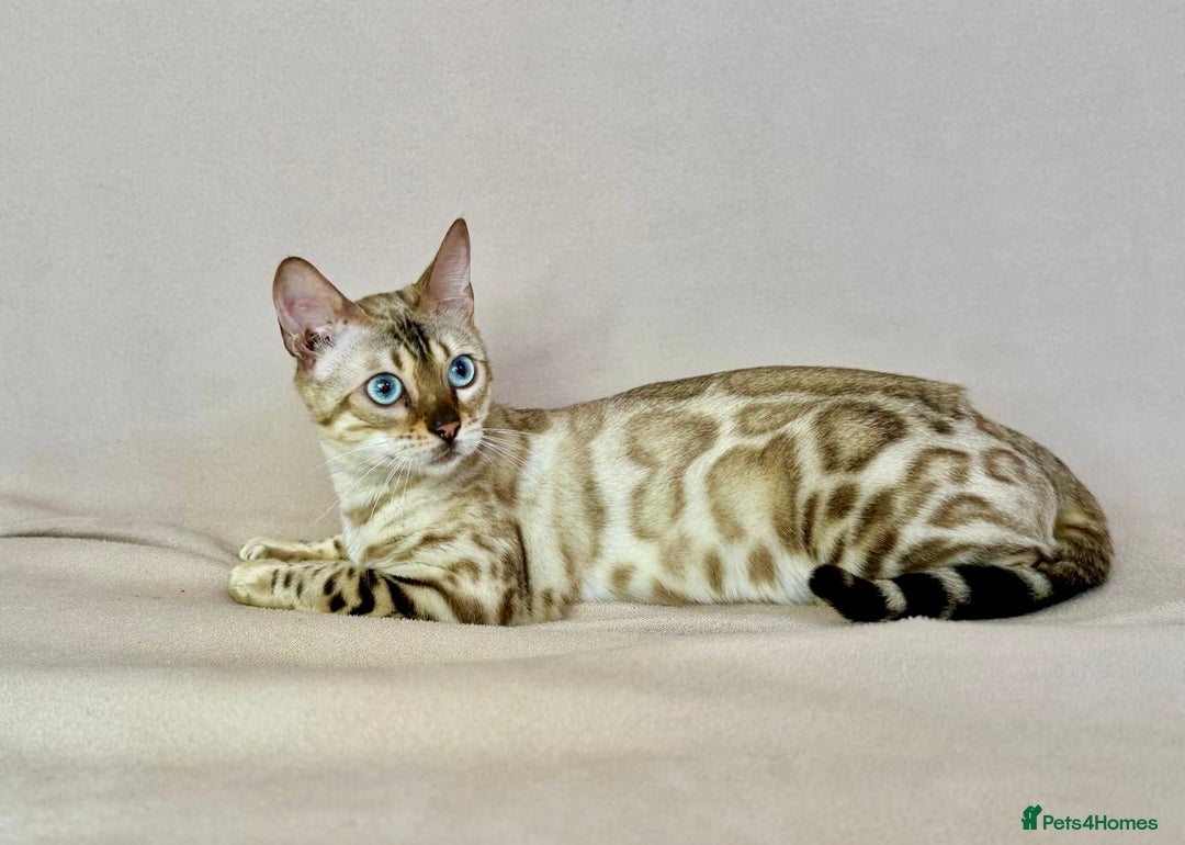 Bengal cats for sale: 🐾PUREBRED Active for breed Bengal girl🐾  - Image 4