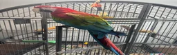 Macaws birds for sale: Green Winged Macaw - Advert 3