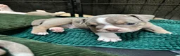 Olde English Bulldogge dogs for sale: 8 beautiful and chunky puppies amazing colours 🤩 in Coventry - Advert 28