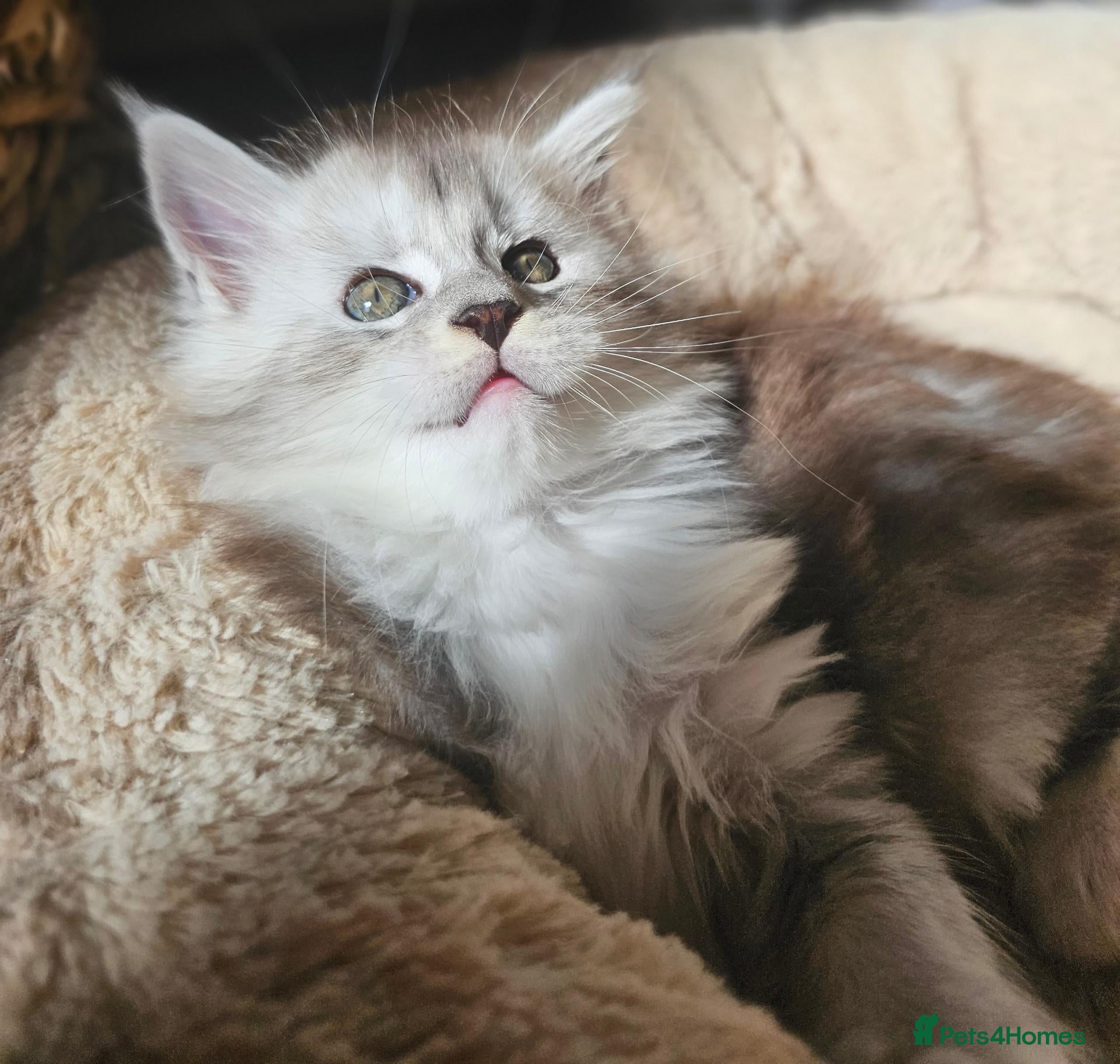 Maine Coon cats Beautiful TICA Purebred Maine Coon Kittens - Advert 2