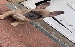 French Bulldog dogs for sale: French bulldog pups 9 weeks old. Girl & boy left  - Image 7