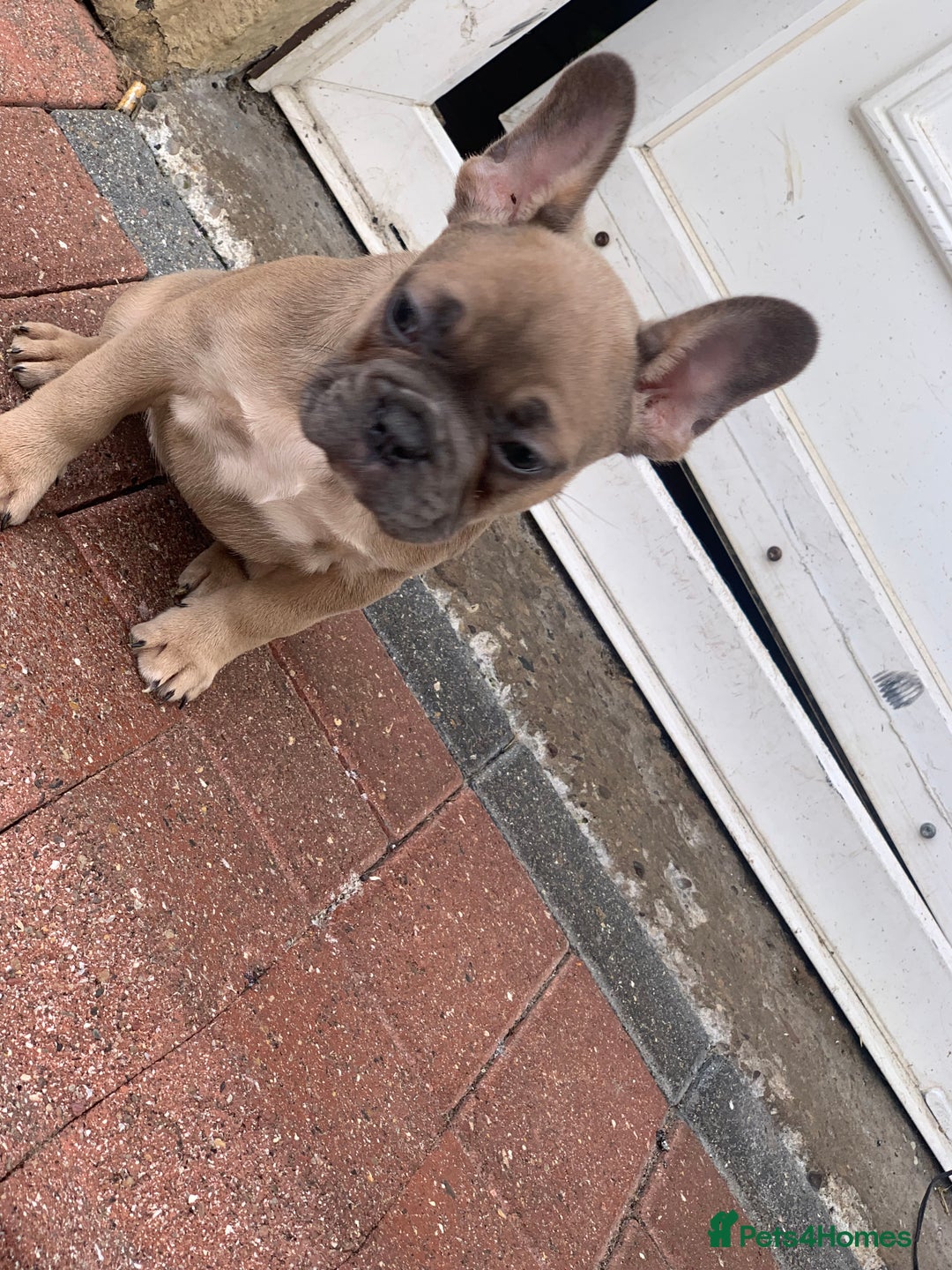 French Bulldog dogs for sale: French bulldog pups 9 weeks old. Girl & boy left  - Image 7