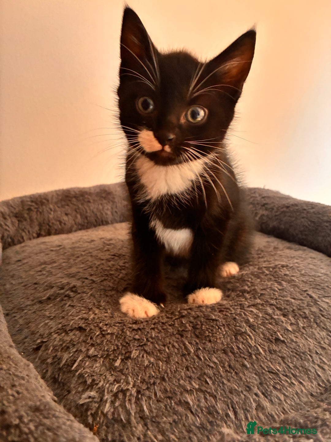 Mixed Breed cats for sale: Beautiful and super playful kittens  - Image 24