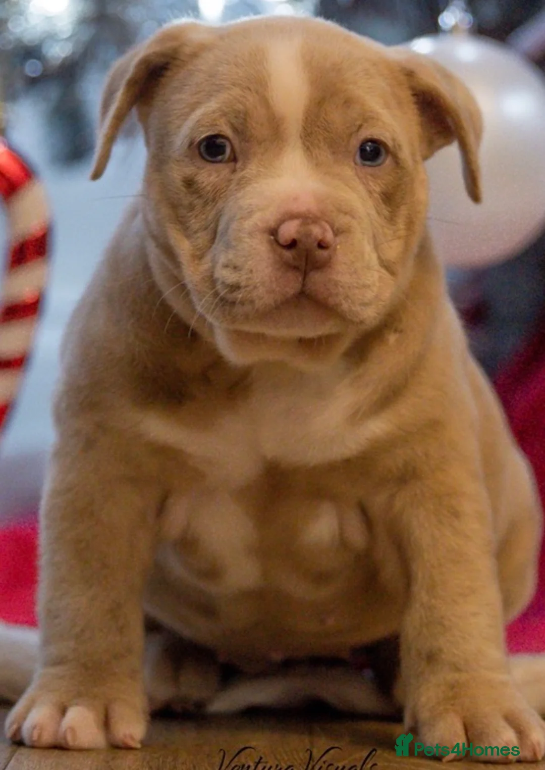 American Bully dogs for sale: American Pocket Bully - Advert 11