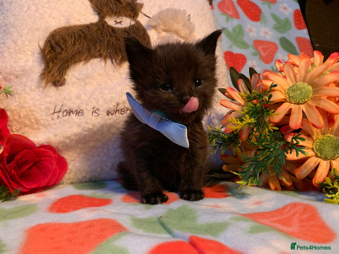 Norwegian Forest Cat cats for sale: BEAUTIFUL SIBERIAN CROSS WEGIE BABYS  - Advert 4