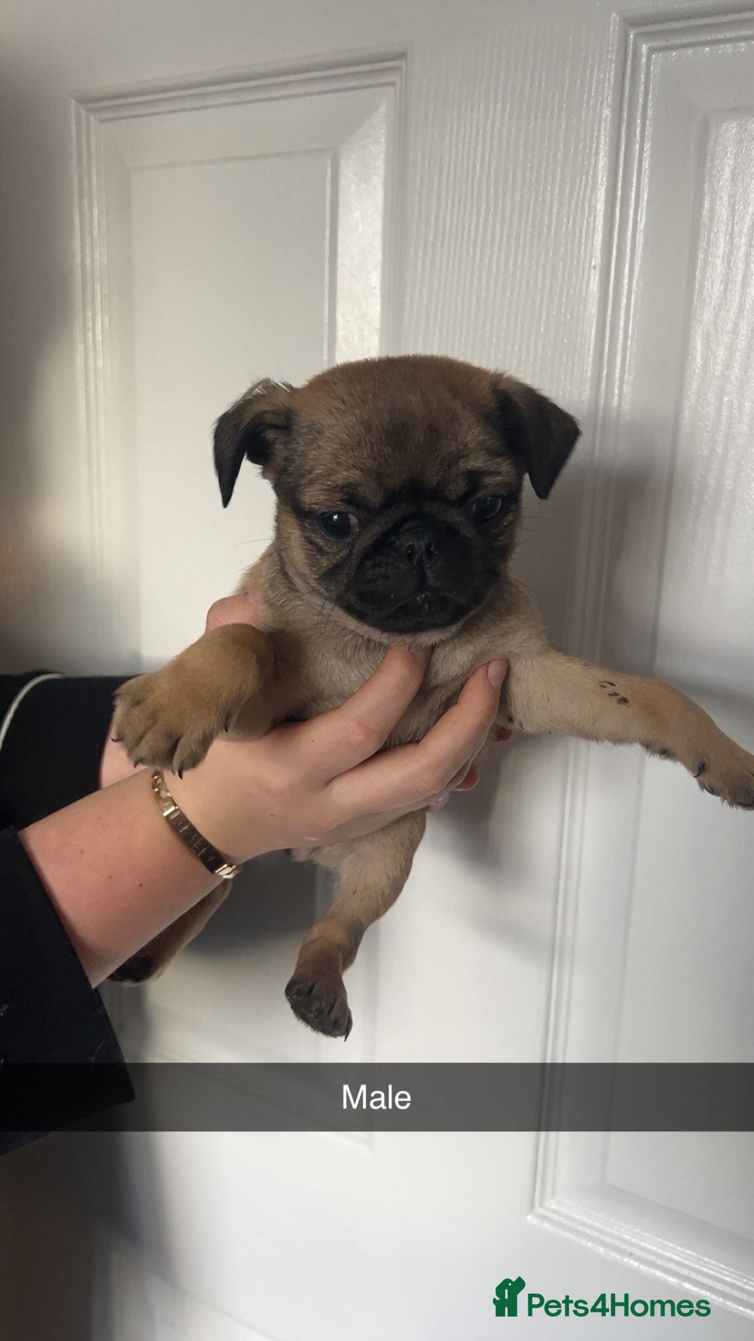 Mixed Breed dogs for sale: Beautiful litter of pug cross shih-tzu  ♥️ - Advert 14