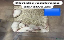 Rat rodents for sale: Baby and young rats ready now. Sheffield - Image 6