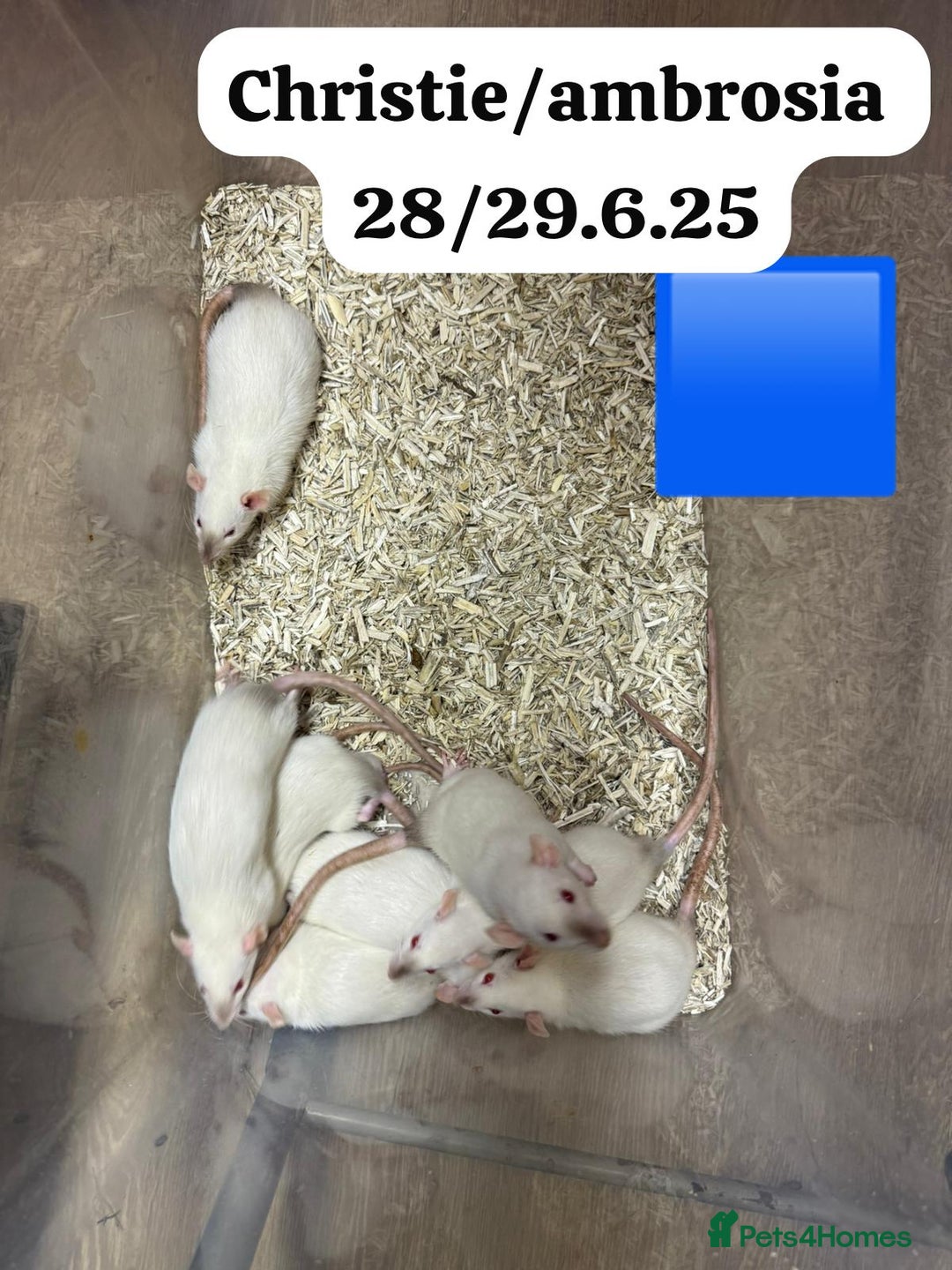 Rat rodents for sale: Baby and young rats ready now. Sheffield - Image 6