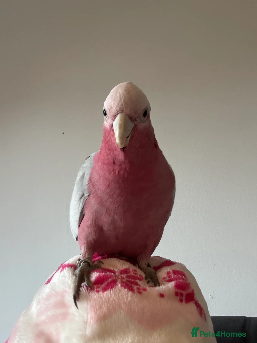 Cockatoo birds for sale: Ghala Cockatoo, and cage - Advert 3