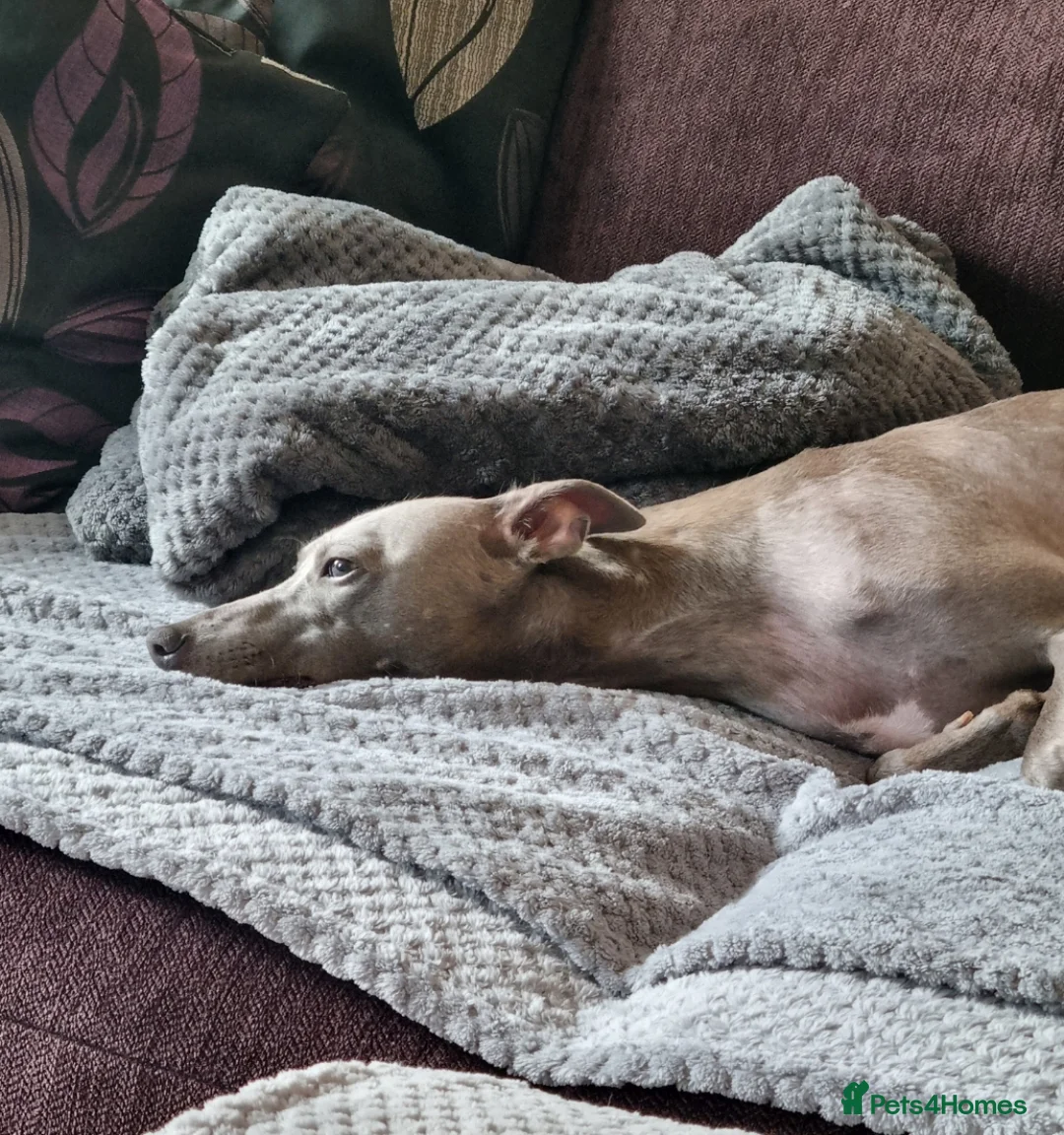 Whippet dogs for sale: Blue Kennel Club Registered Whippet pups - Advert 21