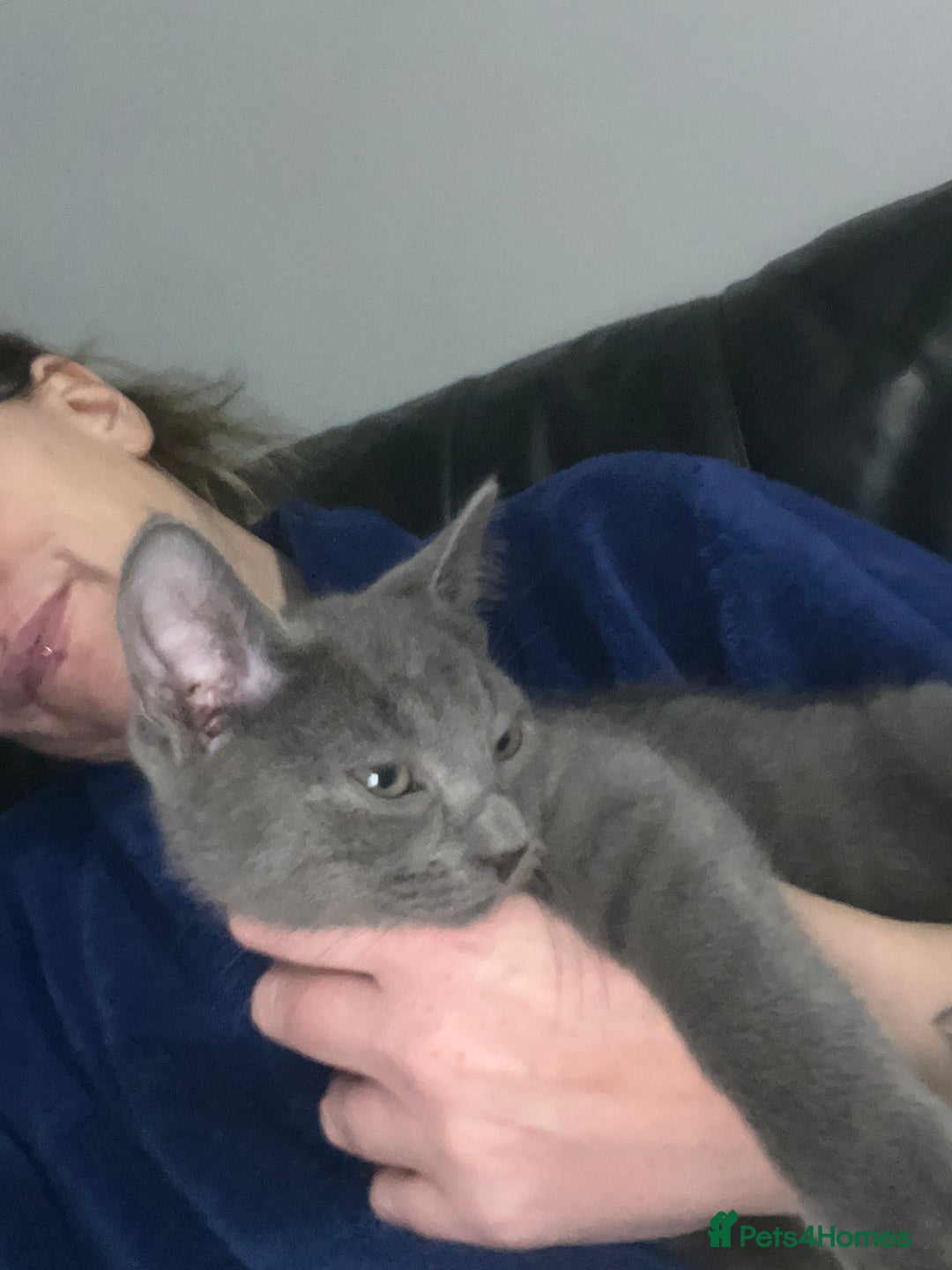 Russian Blue cats for sale: 1 male Russian blue kitten left - Advert 3