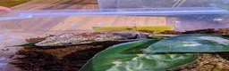 Gecko reptiles for sale: Gargoyle Gecko (9 Months Old) - Advert 3
