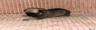 Pug 7