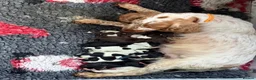 Cocker Spaniel dogs for sale: KC Registered English Cocker Spaniels  - Advert 15
