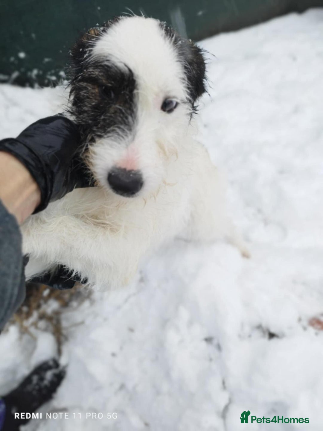 Mixed Breed dogs for adoption: 🤍 Alex 🤍 Confident cuddle-bug for a Loving Home - Advert 3