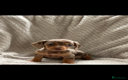 Miniature Dachshund dogs for sale: Kc registered miniature dachshund puppies  - Image 8