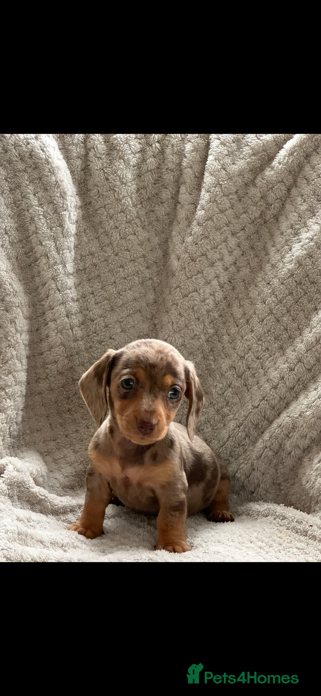Miniature Dachshund dogs for sale: Kc registered miniature dachshund puppies  - Image 8