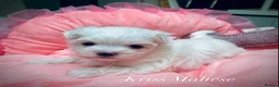 Maltese dogs for sale: ✨Outstanding kc registered Korean Maltese puppies✨ - Advert 20