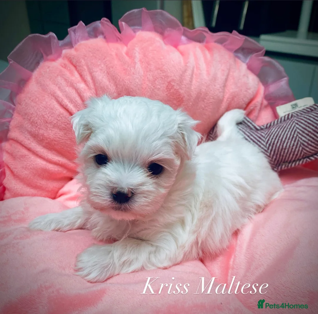 Maltese dogs for sale: ✨Outstanding kc registered Korean Maltese puppies✨ - Advert 9