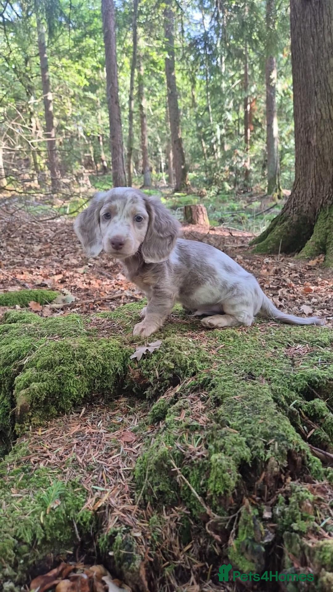 Miniature Dachshund dogs Ready to leave Miniature Longhaired Dachshunds  - Advert 6