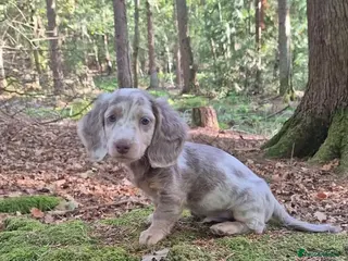Miniature Dachshund dogs Ready to leave Miniature Longhaired Dachshunds - Advert 6