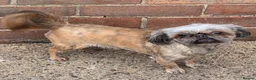 Shih Tzu dogs for sale: Stunning Tiny KC Reg Imperial Shih Tzu Boy - Advert 3