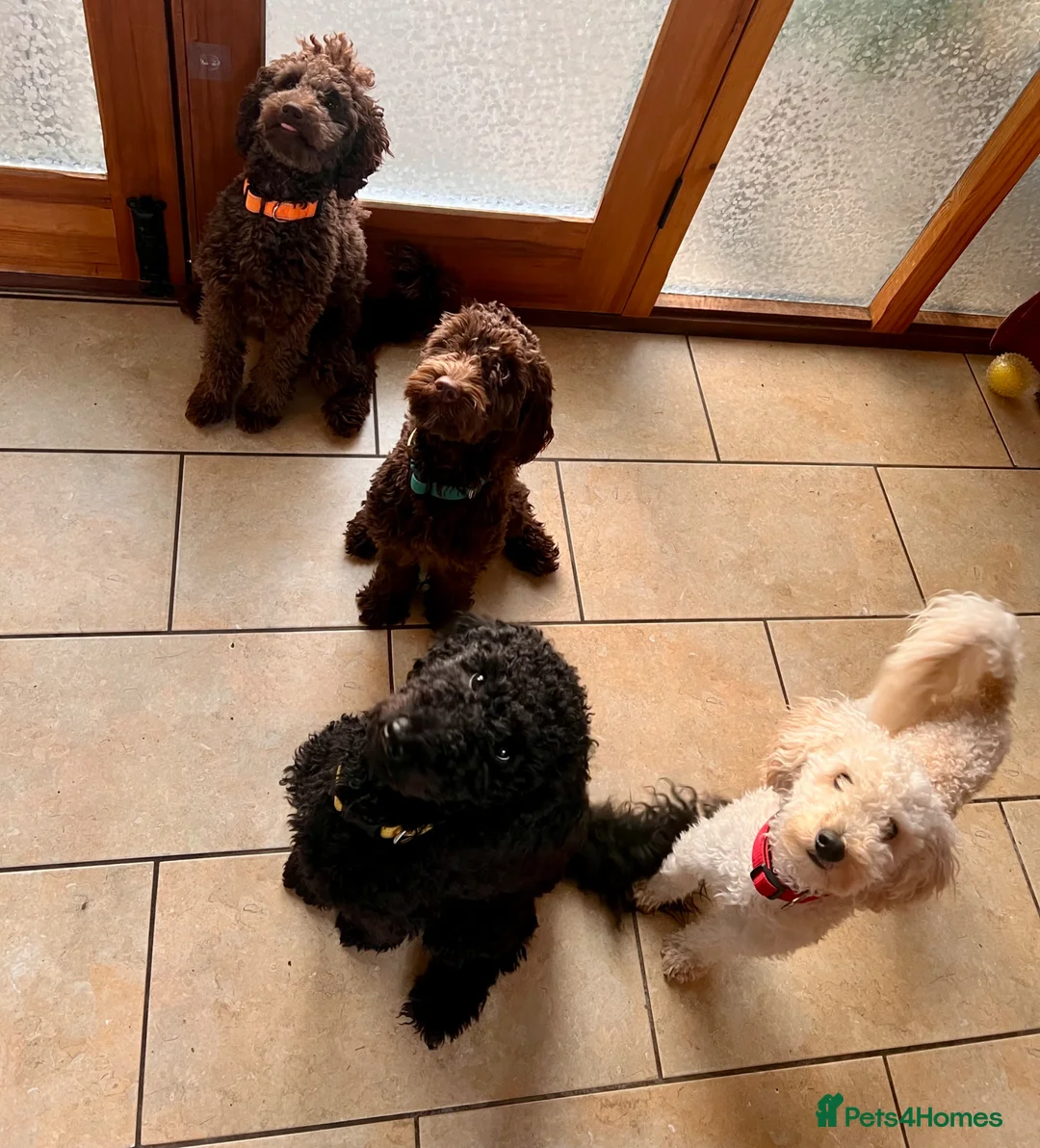 Mini Goldendoodle dogs for stud: Snickers available for stud - Advert 6
