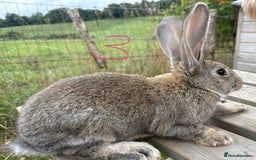 Continental Giant rabbits for sale: Pure breed very large Giant continental rabbits  - Image 11
